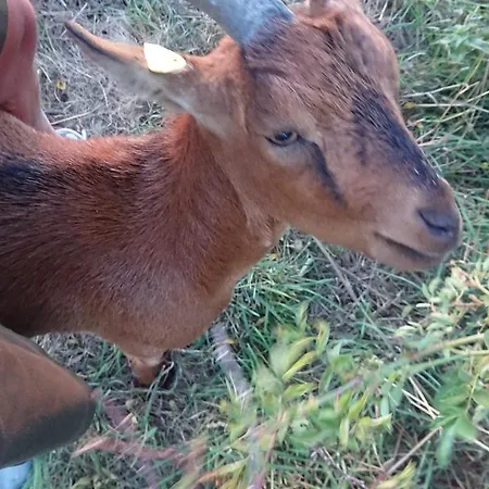 Homestay Im Schwedenhaus Unsere Kleine Farm *