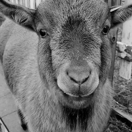 Homestay Im Schwedenhaus Unsere Kleine Farm